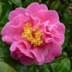 5056771002021 1 Camellia williamsii Blue Danube.jpg